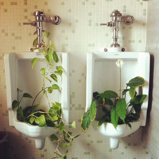 Two urinals used as planters