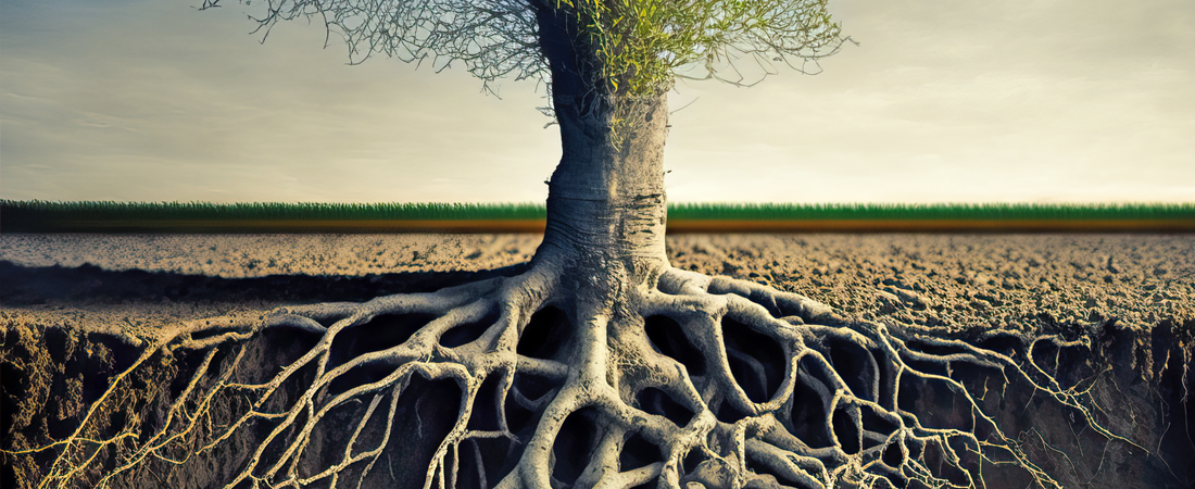 WebsiteBodyImage_TreeRoots.webp